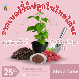 ☀️sunsecrets🍀เมล็ดราสเบอร์รี่สีแดง(Red raspberry)