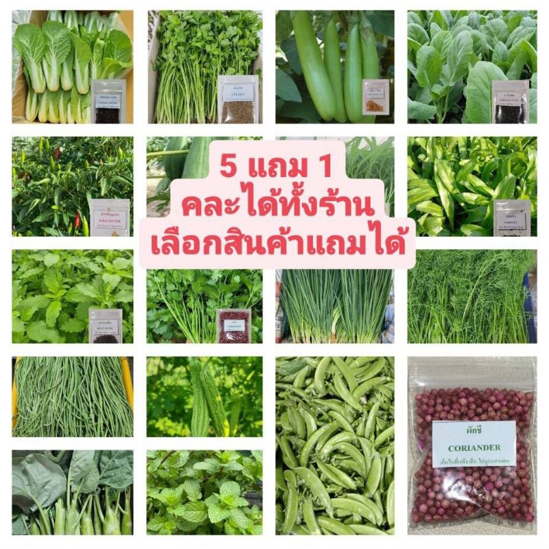 🌱รวมเมล็ดพันธุ์ผักสวนครัวปลูกง่ายโตไว🌱 อัตราการงอกสูง 🎈5แถม1คละได้🎈