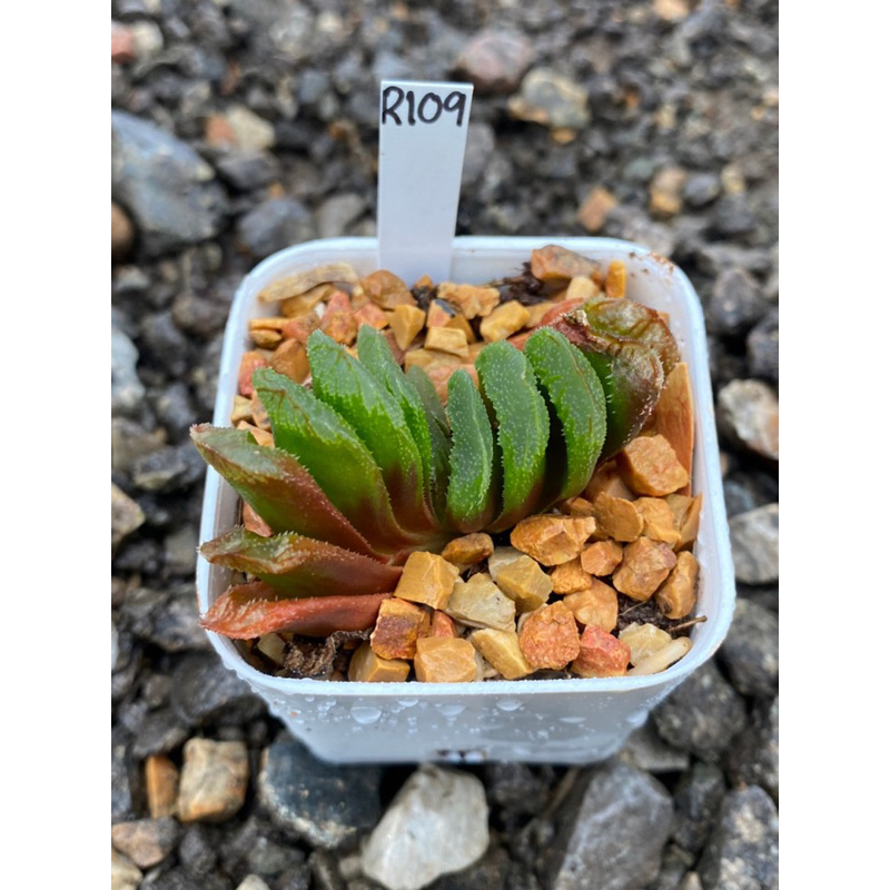 Haworthia Hybird Thailand ขนาดกระถาง 2 นิ้ว จัดส่งทั้งกระถาง รหัส R109-162