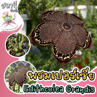 พรมเปอร์เซีย เก๋งดอกใหญ่ Edithcolea Grandis กระบองเพชร ไม้อวบน้ำ succulent แคคตัส cactus