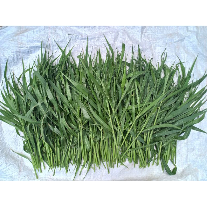 หญ้าขนสด (1kg) คัดยอดอ่อนจากธรรมชาติ ปลอดสารพิษ อาหารสำหรับสัตว์เลี้ยง กระต่าย หนูแกสบี้ เต่า และสัตว์เลี้ยงอื่นๆ