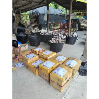 เห็ดโคนน้อย12ก้อนสูตรหวานกรอบ