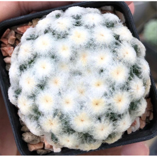 🕊🕊จุดส้มโดดเด่น ขนร่มหุบสวยละมุน สวยเกินต้านน่ารักเกินห้ามใจ💖💖 💗💗☁️☁️Mammillaria Plumosa ☁️☁️ลูกไม้ขนร่มญี่ปุ่น