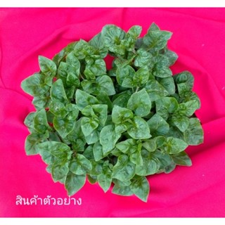 ต้นไม้ ต้นกล้าผักวอเตอร์เกท
