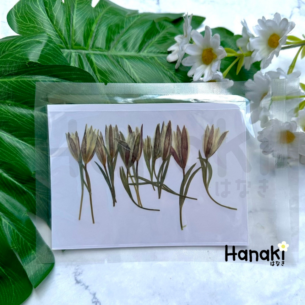 【พร้อมส่ง】ดอกลิลลี่เปรู ดอกลิลลี่เปรูทับแห้ง (Double-Leaf Lily) ดอกไม้ทับแห้ง ดอกไม้จริงทับแห้ง Pressed Flowers