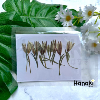 【พร้อมส่ง】ดอกลิลลี่เปรู ดอกลิลลี่เปรูทับแห้ง (Double-Leaf Lily) ดอกไม้ทับแห้ง ดอกไม้จริงทับแห้ง Pressed Flowers💐