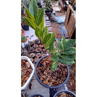 กวักมรกตด่าง ฟอร์มกอ Zamioculcas zamiifolia variegated