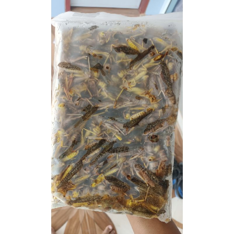 รูปภาพ 7