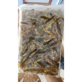 จิ้งหรีดไข่ ตัวใหญ่ๆไข่แน่นๆน้ำหนัก1กิโลกรัมและ500กรัม
