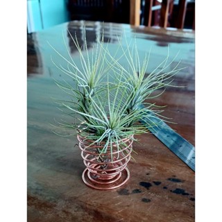 Tillandsia funckiana ตั้งโต๊ะ