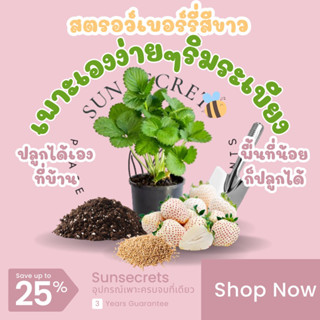 ☀️sunsecrets🍀 เมล็ดพันธ์ุสตรอว์เบอร์รี่สีขาว(White strawberry)🍓