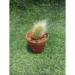 กระบองเพชรหางลิง(แบบสั้น) [ Monkey tails cactus ] ไม้ในกระถาง1"ครึ่ง