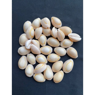 yellow back gold coil cowrie วัวขดทองหลังเหลือง 50g