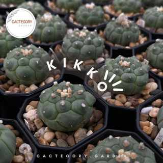 แอสโตรไฟตัม : แอสโตร กิ๊กโกะ เต่า Astrophytum asterias kikko cactus กระบองเพชร  ราคาส่ง ราคาถูก สายลุ้น