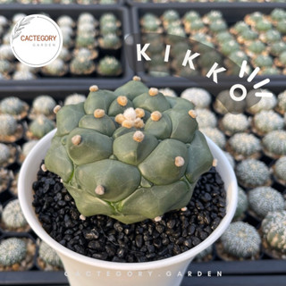 แอสโตรไฟตัม : แอสโตร กิ๊กโกะ เต่า Astrophytum asterias kikko ฟอร์ม สวย อนาคตไกล cactus กระบองเพชร  ราคาส่ง ราคาถูก