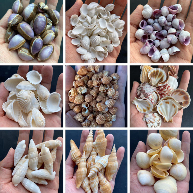 วัสดุตกแต่ง DIY เปลือกหอยสังข์ธรรมชาติ 50g หอยสังข์ขนาดเล็กต่างๆ วัสดุงานฝีมือจากเปลือกหอย