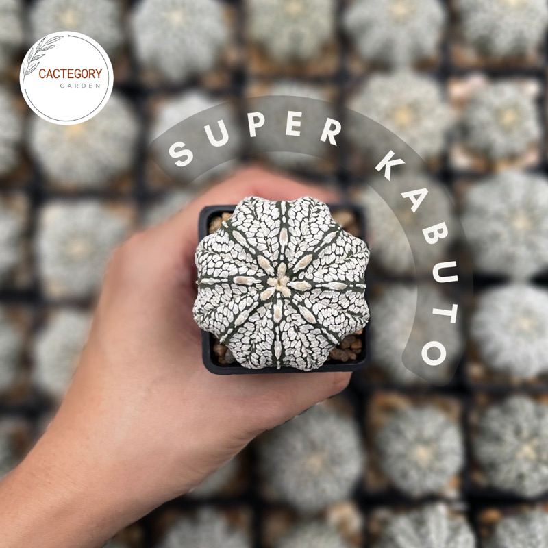 แอสโตรไฟตัม ซุปเปอร์ คาบูโตะ Astrophytum Asterias Super Kabuto cactus กระบองเพชร update : 1 Aug’2022