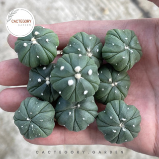 แอสโตรไฟตัม : แอสโตร 5 พู / 5 พูแทรก (ฟุคุเรียว) Astrophytum 5 Rib / 5 Rib (Fukuryo) cactus แคคตัส กระบองเพชร