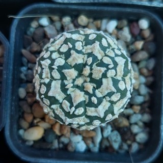 Astrophytum  กระบองเพชร แอสโตรไฟตั้มลูก V นูดั้ม