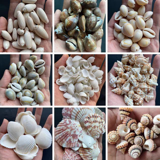 วัสดุตกแต่ง DIY เปลือกหอยสังข์ธรรมชาติ 50g หอยสังข์ขนาดเล็กต่างๆ วัสดุงานฝีมือจากเปลือกหอย