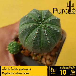 ต้นยูโฟร์เบีย โอบีซ่า ฮุก Euphorbia meloformis #Euphorbia #ไม้โขด #cactus #ยูโฟร์เบีย