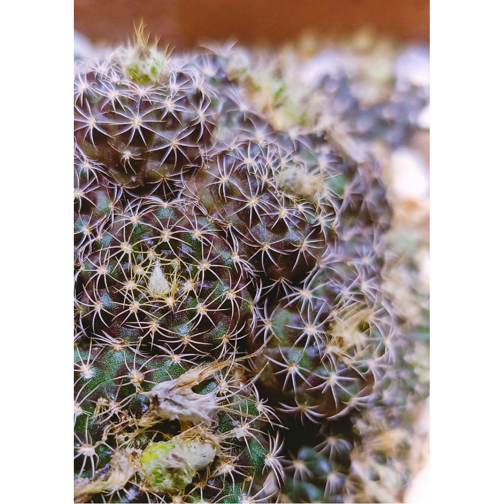 กระบองเพชรใยแมงมุม Spiderweb Cactus bare rooted, without plant pot and soil มีรากแต่ไม่รวมกระถางและดิน
