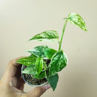 Epipremnum cebu blue variegated || เซบู บลู ด่างไม้นำเข้าฟิลิปปินส์ เซบูด่าง