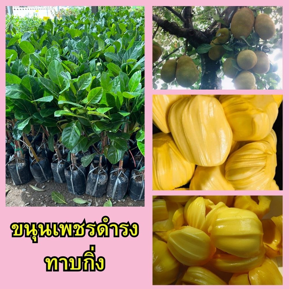 ต้นขนุนเพชรดำรง ทาบกิ่ง🍈1 ต้น 🌼รสชาติหวานกรอบ มีกลิ่นหอมอร่อยมาก🌼 🌲🌲ความสูงต้นประมาณ 45-50 ซม.🌲