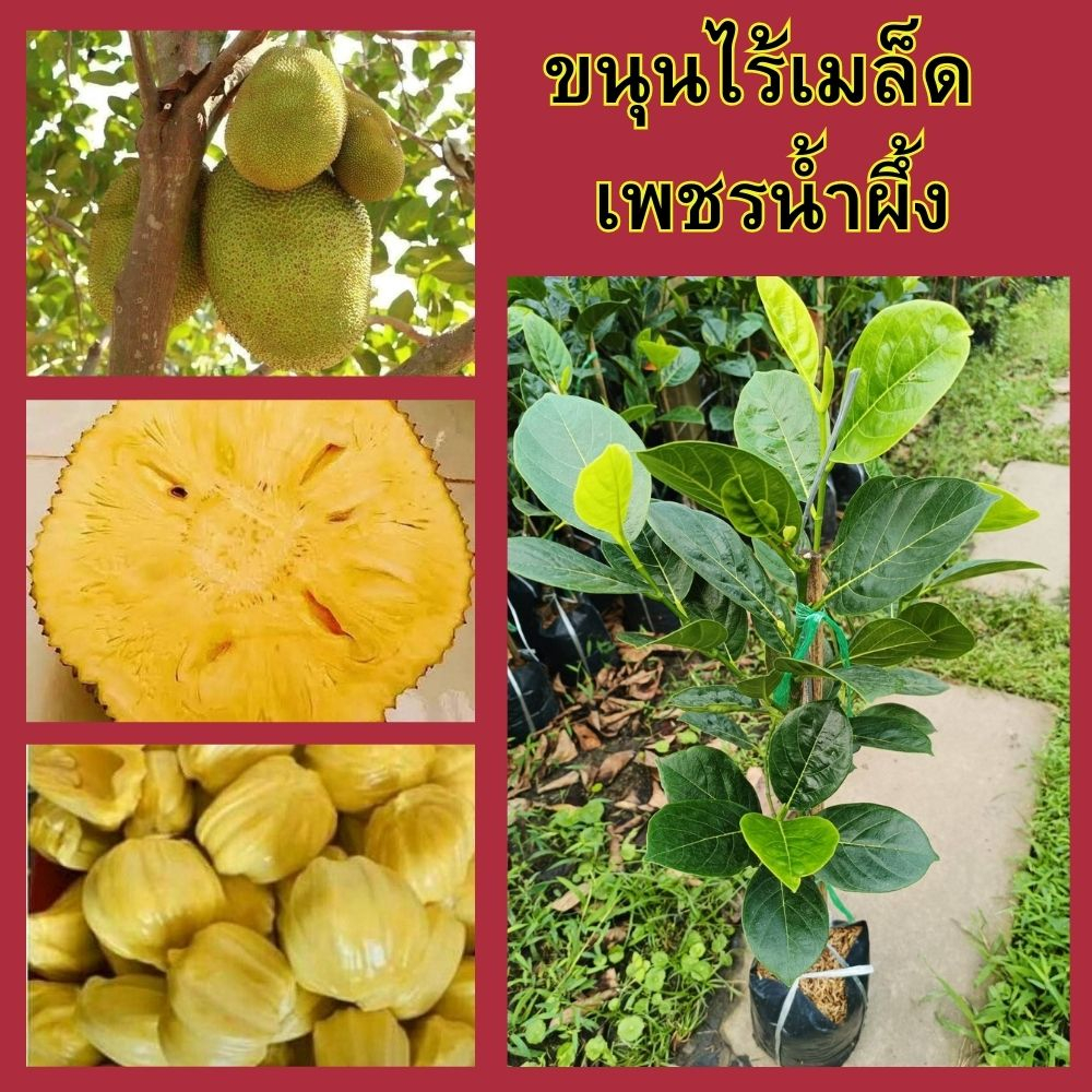 1ต้น ขนุนไร้เมล็ดเพชรน้ำผึ้ง ทาบกิ่ง🍈🌼ขนุนไร้เมล็ดไร้ยางผลใหญ่ 8-15โลรสชาติหวานอร่อยทานง่ายปลูกง่าย🌼 🌲ความสูง 45-50 ซม.🌲