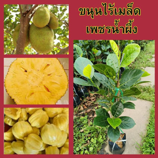 🍈ขนุนไร้เมล็ดเพชรน้ำผึ้ง ทาบกิ่ง🍈🌼ขนุนไร้เมล็ดไร้ยางผลใหญ่ 8-15โลรสชาติหวานอร่อยทานง่ายปลูกง่าย🌼 🌲ความสูง 45-50 ซม.🌲