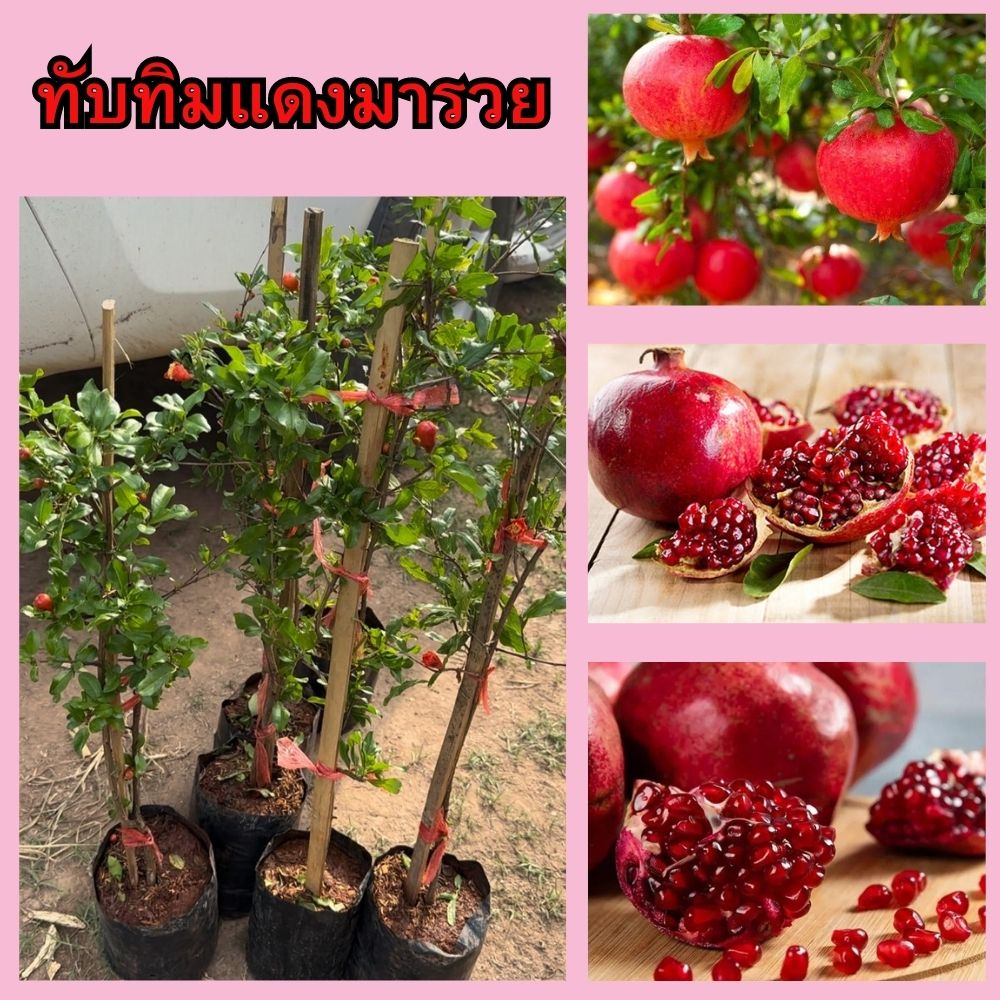 1ต้น ต้นทับทิมแดงมารวย กิ่งตอน🍅  🌲ความสูง 45-50 ซม.ต้นพร้อมปลูก ทนแล้ง