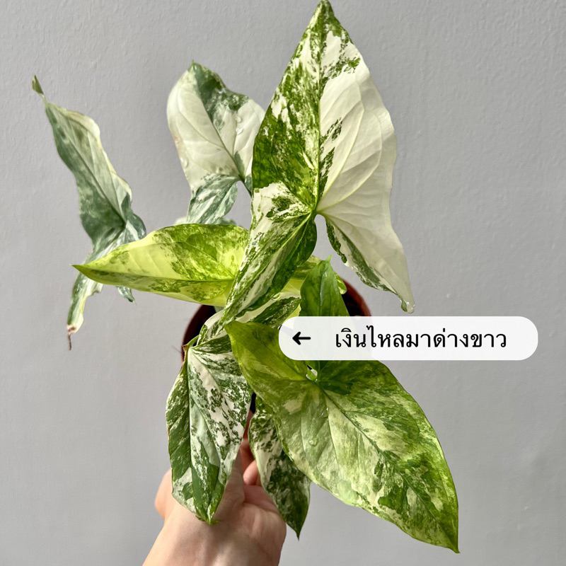 เงินไหลมาด่างขาว ด่างสวยมาก