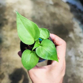 โชคเก้าชั้นไม้เพาะเมล็ด Anthurium ขนาดกระถาง 2" Anthurium Renaissance