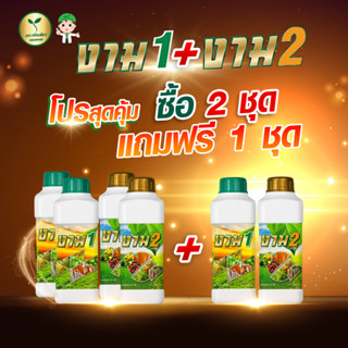 ซื้อ 2ฟรี 1 เร่งดอก เร่งผล ขั้วเหนียว ใบเขียว ไร้โรคแมลง เหมาะกับพืชทุกชนิด งาม1+งาม2