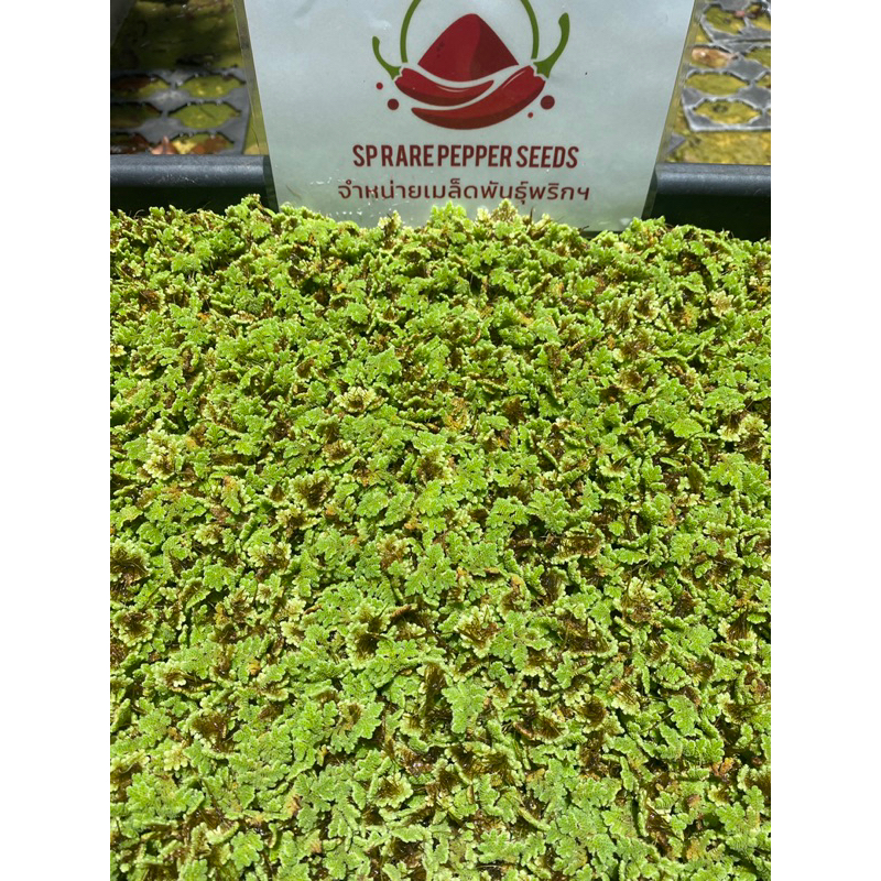 🍀แหนแดง(Azolla microphylla)
