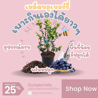 ☀️sunsecrets🍀 เมล็ดบลูเบอร์รี่(Sunshine blueberry)