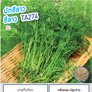 เมล็ดพันธุ์  ผักชีลาว ผักชี ชีลาว TA274 - Dill Seeds ตราดอกแตง เมล็ดพันธุ์ เมล็ดผัก คุณภาพ "เพื่อนเกษตรกร"