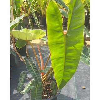 #Philodendron billietiae (กระถาง7-8นิ้ว)  #ฟิโลเดนดรอนก้านส้ม #ฟิโลก้านส้มทุกก้าน