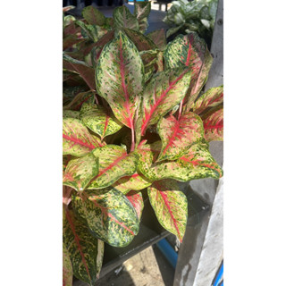 อโกลนีมาสิบกะรัต(Aglaonema 10 Karat) อโกลนีมา 10กะรัต/สิบกะรัต