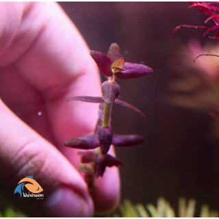 บาโคป้าเพ๊อเพิล bacopa salzmannii purple