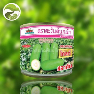 เมล็ดพันธุ์แฟง สลาตัน โกลด์ (ตราตะวันต้นกล้า) ลอตใหม่❗️