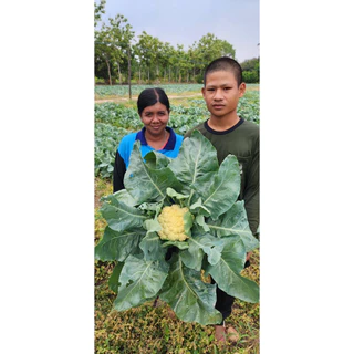 เมล็ดพันธุ์ กะหล่ำดอก ลูกผสม ทุ่งหลวง ลอตใหม่ ตราซินเจนทา ขนาด 20,000 เมล็ด
