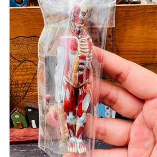 Model anatomy คน เต็มตัว งางง งานค่อนนขเางเนียบ ถอดประกอบได้ ขนาดน่ารักไม่ใหญ่ เทอะทะ