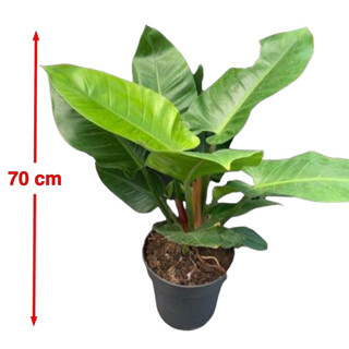 เศรษฐีรวยทรัพย์ กระถาง 11 นิ้ว ไซส์ XL/ Philodendron sp. imperial green Pot 11 Size XL ล็อตใหม่ฟอร์มใหญ่