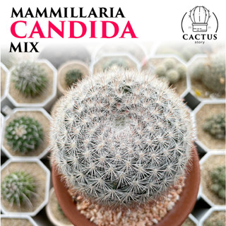 🌵Mammillaria Candida🌵