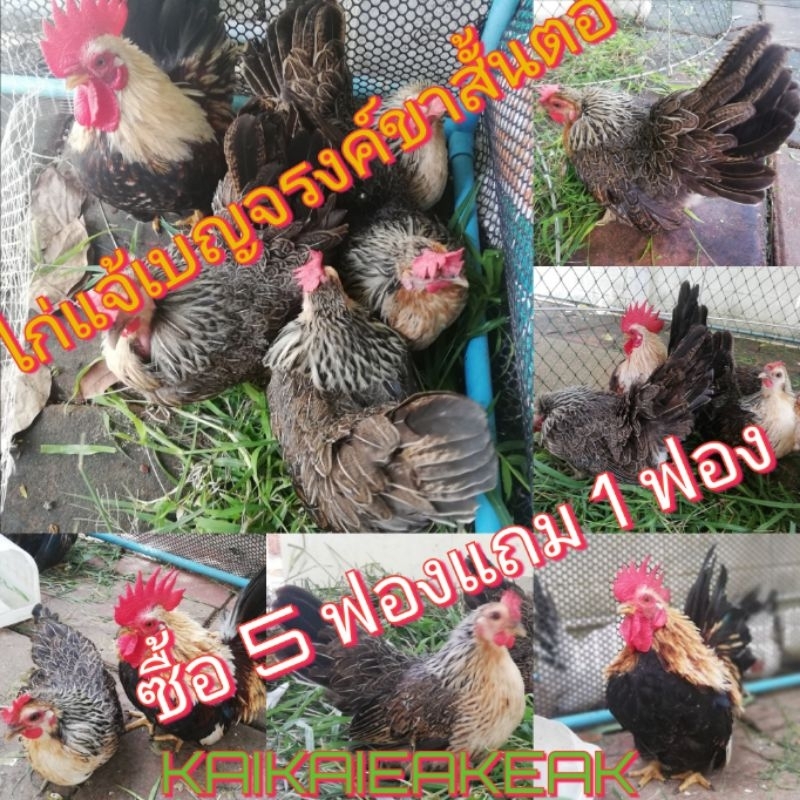 ไข่เชื้อ​ไก่แจ้​ ไข่ไก่ลุ้นเชื้อไก่แจ้​สีเบญจรงค์​ขาสั้น​ตอ​ราคาต่อฟอง ไข่ไก่แจ้ ไก่สวยงาม ไข่ไก่​แจ้เลี้ยงดูเล่น