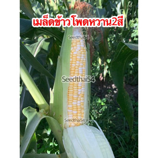 เมล็ดข้าวโพดหวานสองสี