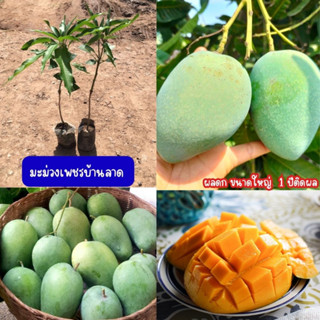 🥭มะม่วงเพชรบ้านลาด🥭 🌼รสชาติผลดิบ เปรี้ยว รสชาติผลสุก หวาน🌼 🌲ความสูงต้น 45-50 ซม.🌲