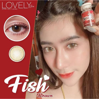 Bigeye บิ๊กอาย Fish สีเทา สีน้ำตาล ✨คอนเเทคเลนส์กรองเเสง✨