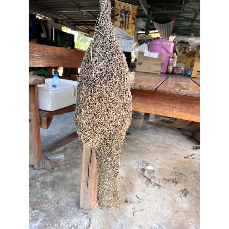 รังนกกระจาบ ไซด์ใหญ่